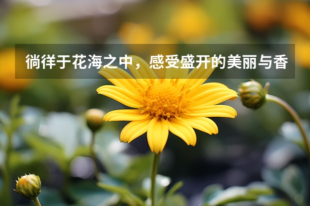 徜徉于花海之中，感受盛开的美丽与香气——荷兰郁金香园